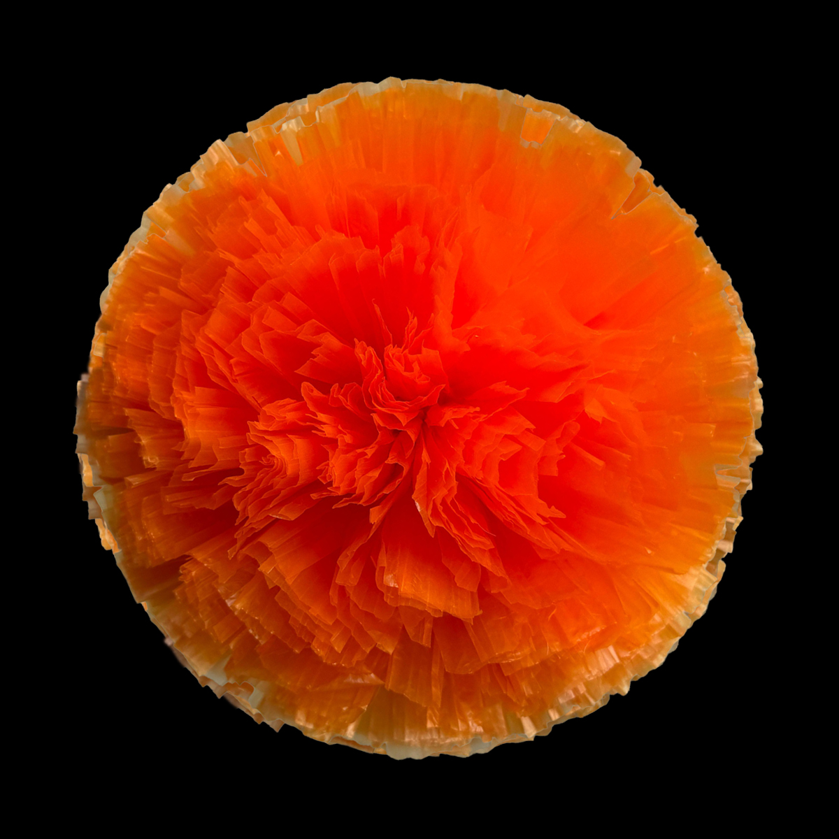 Naranja (04)